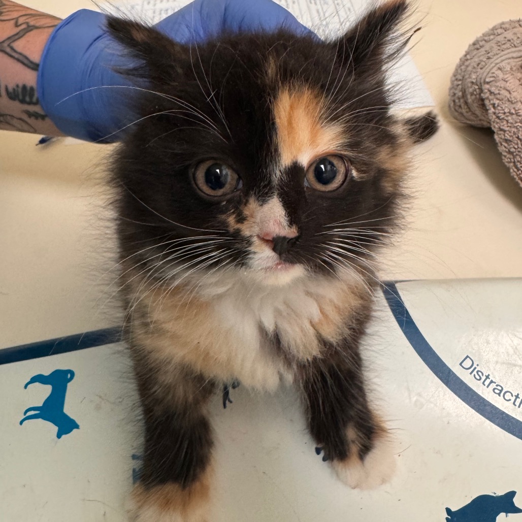 Shelter Stray Unknown Cat last seen , 1211 Old Graves Mill Rd, Lynchburg, VA 24502, USA