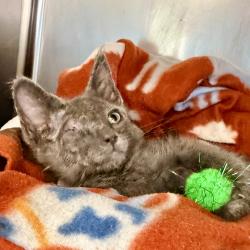 Shelter Stray Male Cat last seen , 4575 E Mesquite Ave, Palm Springs, CA 92264, USA