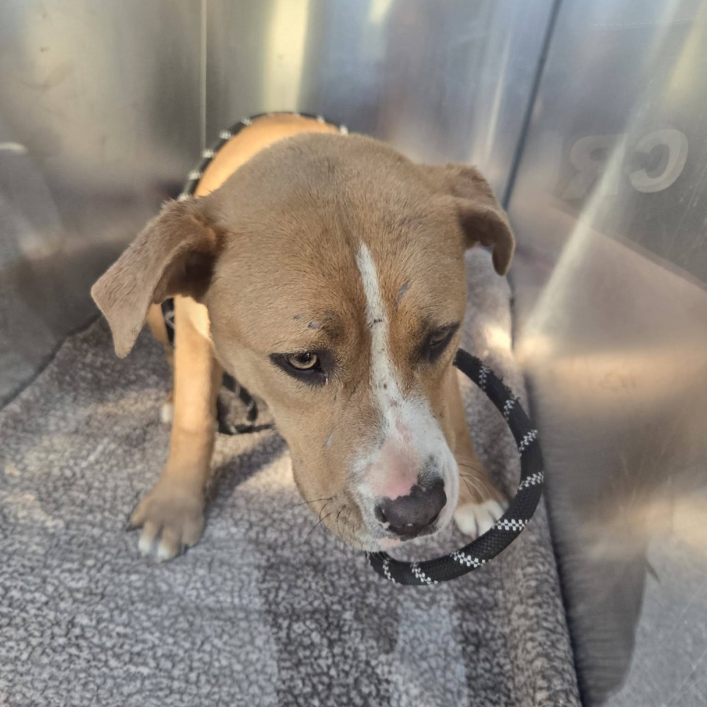 Shelter Stray Female Dog last seen , 54687 Co Rd 19, Bristol, IN 46507, USA