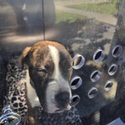 Shelter Stray Male Dog last seen , 54687 Co Rd 19, Bristol, IN 46507, USA