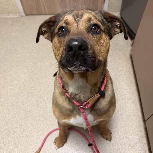 Shelter Stray Male Dog last seen , 54687 Co Rd 19, Bristol, IN 46507, USA