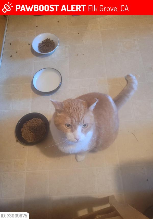 Lost Male Cat last seen Laguna Springs, Elk Grove, CA 95758