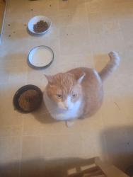 Lost Male Cat last seen Laguna Springs, Elk Grove, CA 95758