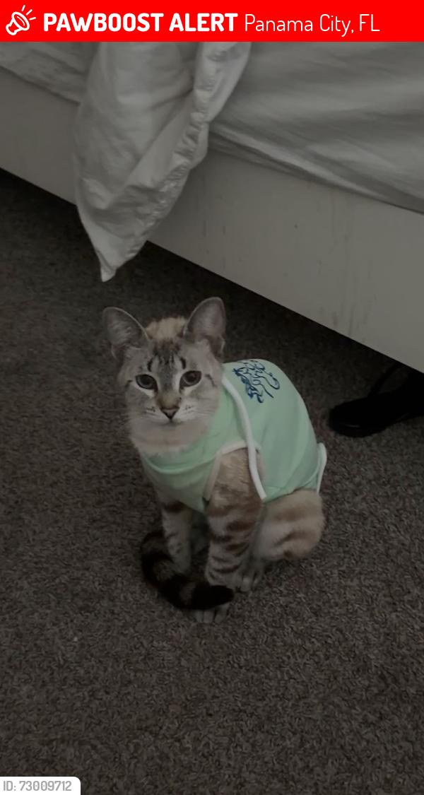 Lost Female Cat last seen Near Sandhillway , Panama City, FL 32404