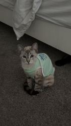 Lost Female Cat last seen Near Sandhillway, Panama City, FL 32404