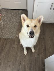 Found/Stray Female Dog last seen Twain and mission george, San Diego, CA 92120
