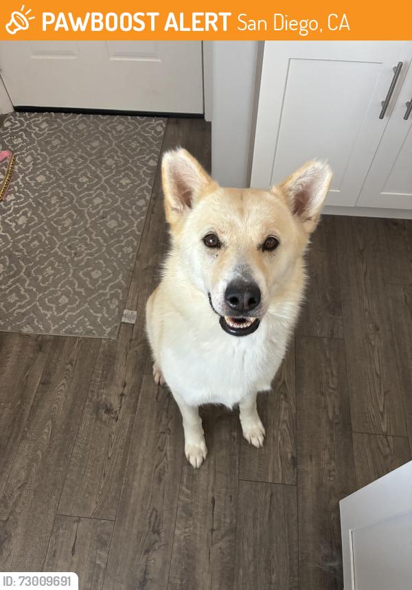 Found/Stray Female Dog last seen Twain and mission george, San Diego, CA 92120