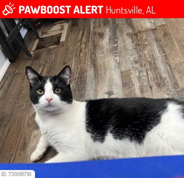 Lost Male Cat last seen Lakewood RdBW Huntsville , Huntsville, AL 35810
