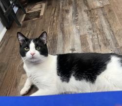 Lost Male Cat last seen Lakewood RdBW Huntsville, Huntsville, AL 35810