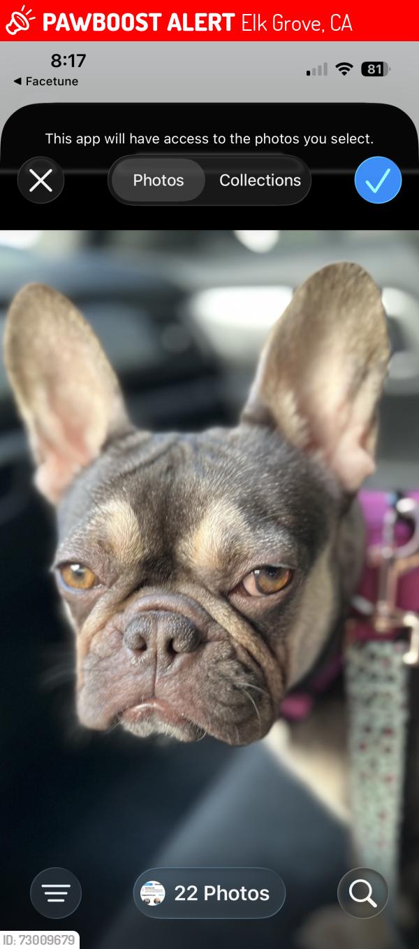 Lost Female Dog last seen Elk Grove Blvd Elk Grove CA, Elk Grove, CA 95624