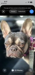 Lost Female Dog last seen Elk Grove Blvd Elk Grove CA, Elk Grove, CA 95624