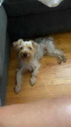 Lost Male Dog last seen State , Chicago, IL 60609