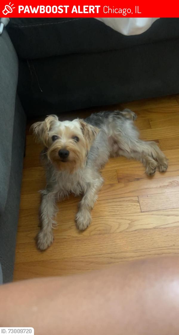 Lost Male Dog last seen State , Chicago, IL 60609