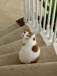 Lost Male Cat last seen Brightwater Dr & Waterview Ct, Missouri City, TX 77459