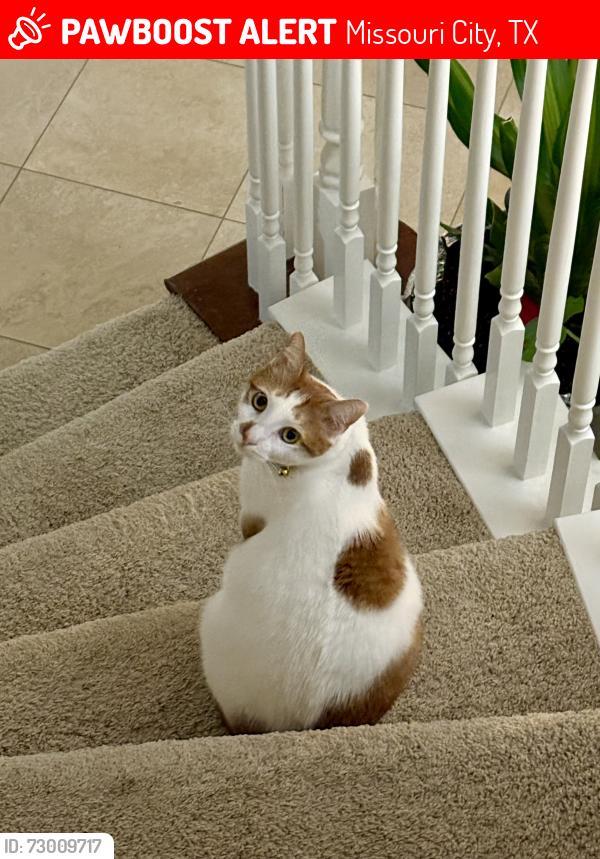 Lost Male Cat last seen Brightwater Dr & Waterview Ct, Missouri City, TX 77459