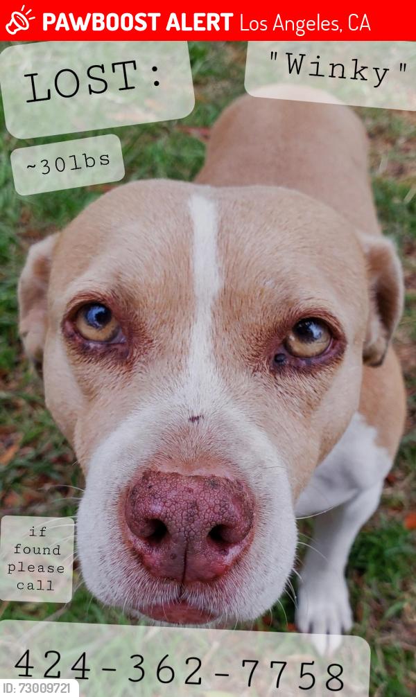 Lost Female Dog last seen Hermon Park and Tennis Courts, Los Angeles, CA 90042