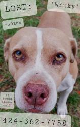 Lost Female Dog last seen Hermon Park and Tennis Courts, Los Angeles, CA 90042