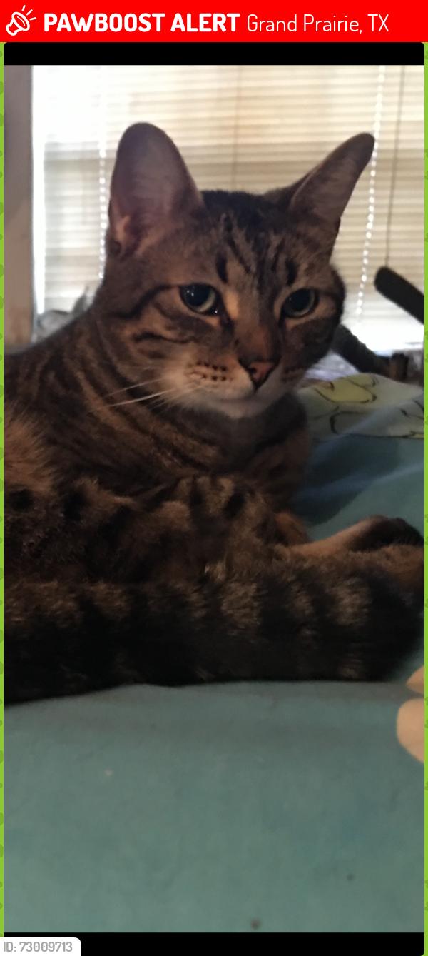 Lost Male Cat last seen Garner Elementary School, Grand Prairie, TX 75052