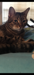 Lost Male Cat last seen Garner Elementary School, Grand Prairie, TX 75052