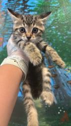 Shelter Stray Female Cat last seen Bexar County, 3353 Morningside Dr, New Braunfels, TX 78132, USA