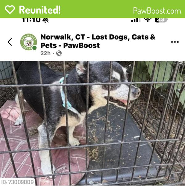 Reunited Female Dog last seen Near Winfield st , Norwalk, CT 06855