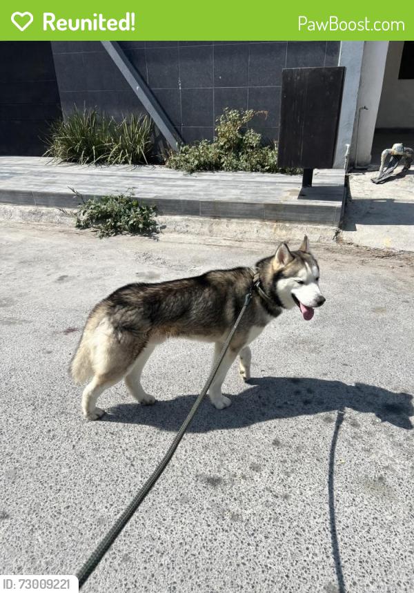Reunited Male Dog last seen Near S Henderson Ave, Dallas, TX 75223, USA, Dallas, TX 75223