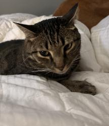 Reunited Male Cat last seen Brightwater lane 23233, Henrico County, VA 23233