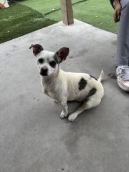 Reunited Male Dog last seen Las Vegas blvd N , North Las Vegas, NV 89030