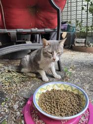 Found/Stray Unknown Cat last seen Rodale community garden, New York, NY 10029