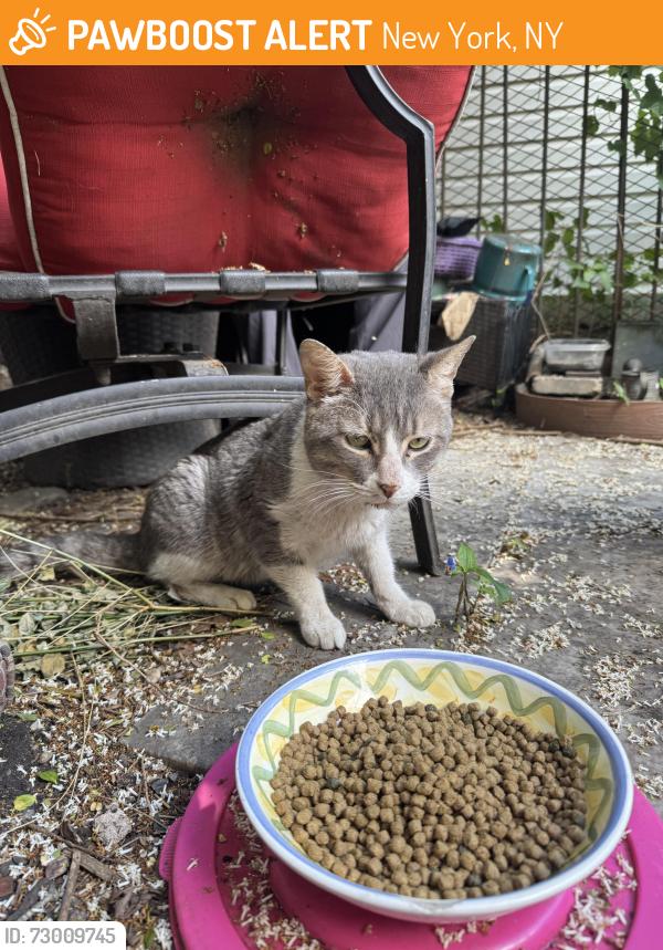 Found/Stray Unknown Cat last seen Rodale community garden, New York, NY 10029