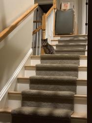 Reunited Male Cat last seen Romig road , West Bradford Township, PA 19335