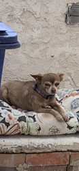Lost Male Dog last seen Near Cutler Ne 87110, Albuquerque, NM 87102
