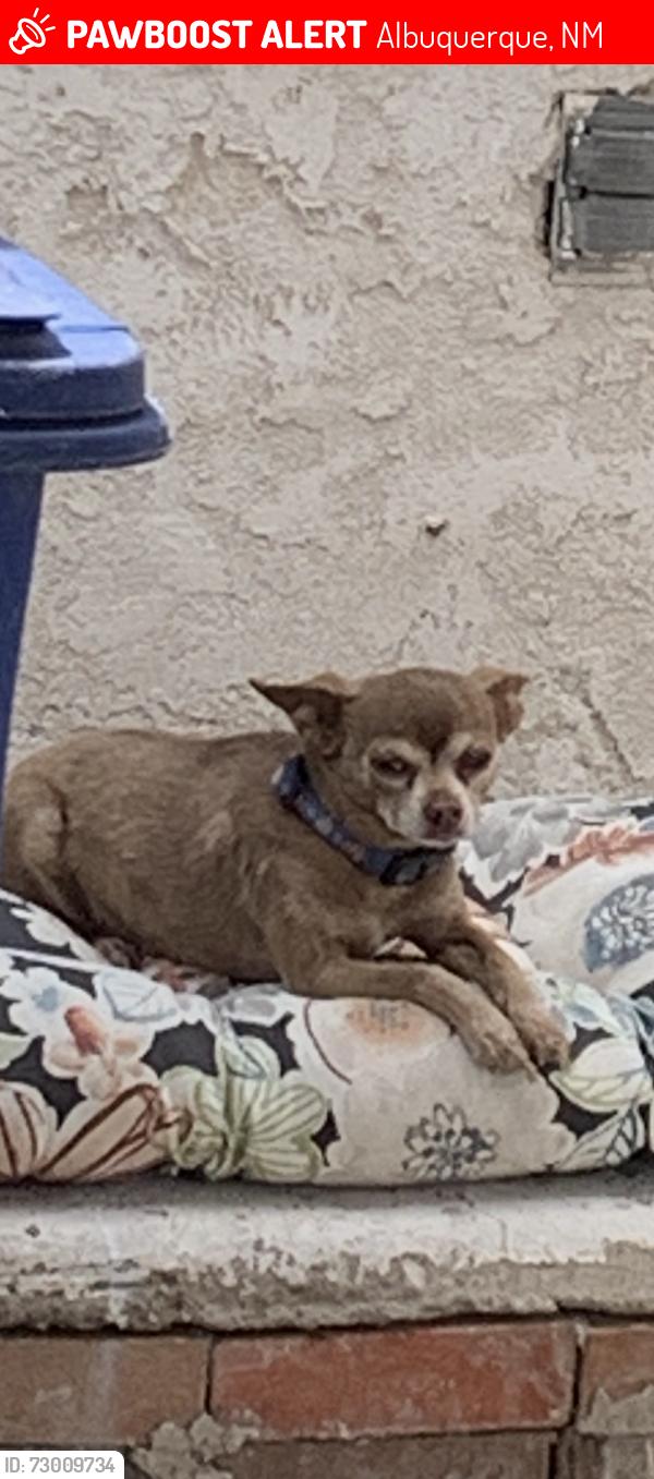 Lost Male Dog last seen Near Cutler Ne 87110, Albuquerque, NM 87102