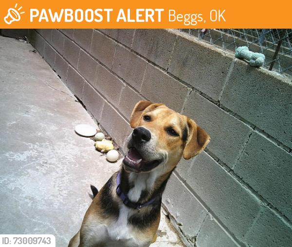 Found/Stray Male Dog last seen BEGGS, Beggs, OK 74421