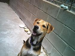 Found/Stray Male Dog last seen BEGGS, Beggs, OK 74421