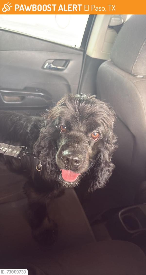 Found/Stray Female Dog last seen Near Grant Ave, near Piedras St. , El Paso, TX 79930