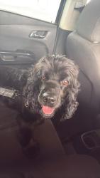 Found/Stray Female Dog last seen Near Grant Ave, near Piedras St. , El Paso, TX 79930