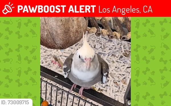Lost Male Bird last seen Reseda and Vanowen, Los Angeles, CA 91335