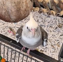Lost Male Bird last seen Reseda and Vanowen, Los Angeles, CA 91335