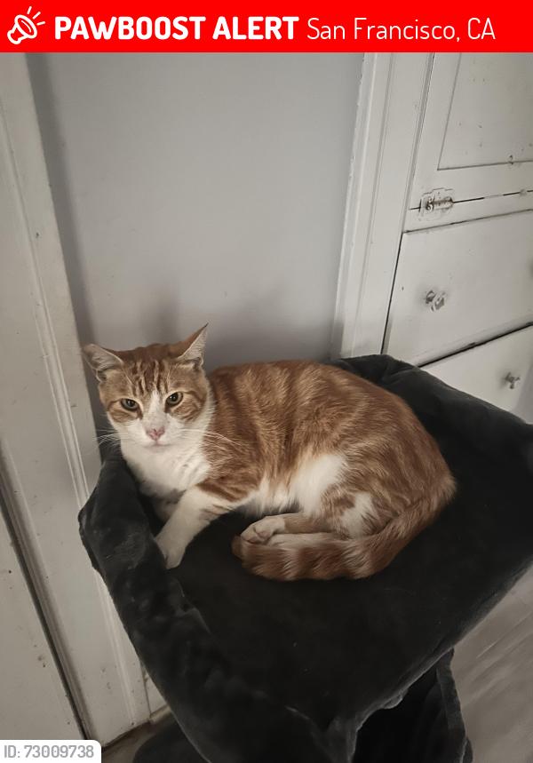 Lost Male Cat last seen Sickle Ave & Mission St, San Francisco, CA 94112