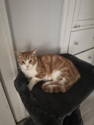 Lost Male Cat last seen Sickle Ave & Mission St, San Francisco, CA 94112