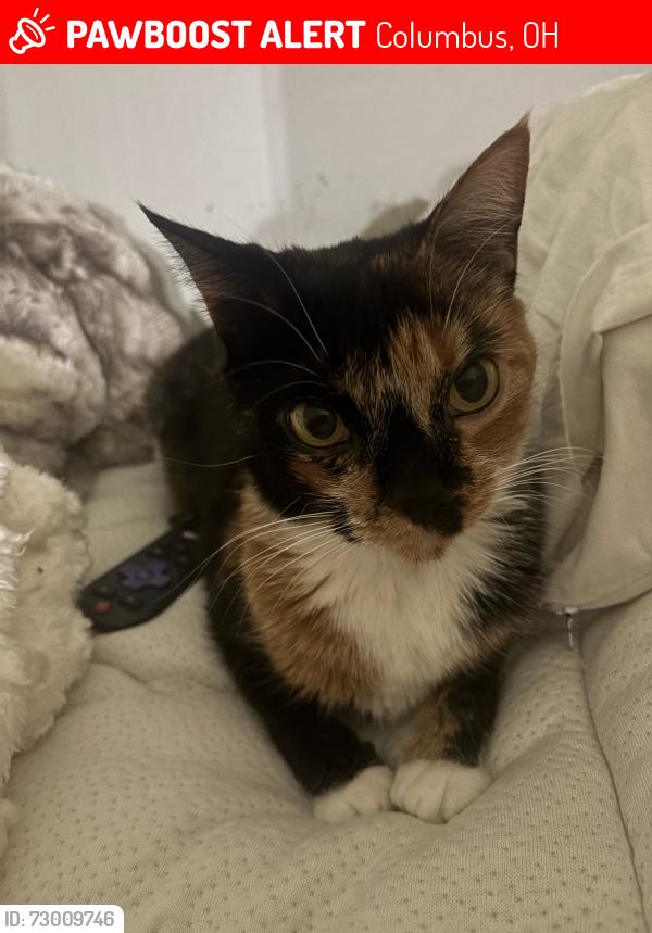 Lost Female Cat last seen Jasonway Ave, Columbus, OH 43214