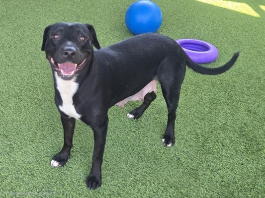 Shelter Stray Female Dog last seen , 14409 Vanowen St, Van Nuys, CA 91405, USA