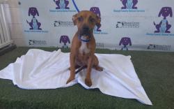 Shelter Stray Female Dog last seen , 2769 Conroy Rd, Orlando, FL 32839, USA