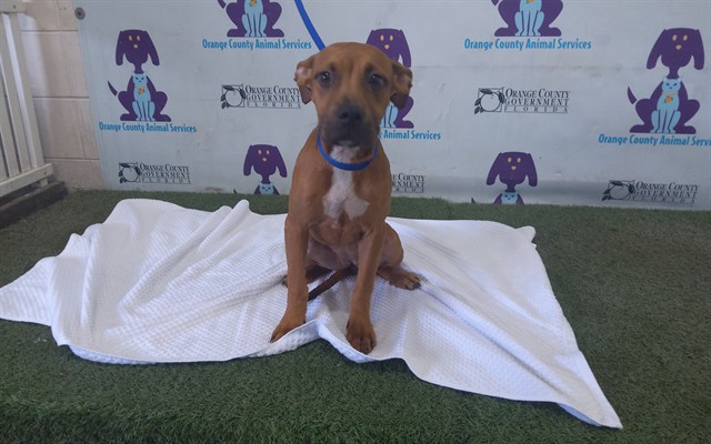 Shelter Stray Female Dog last seen , 2769 Conroy Rd, Orlando, FL 32839, USA
