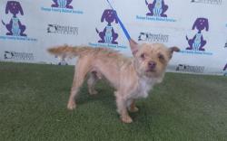 Shelter Stray Male Dog last seen , 2769 Conroy Rd, Orlando, FL 32839, USA