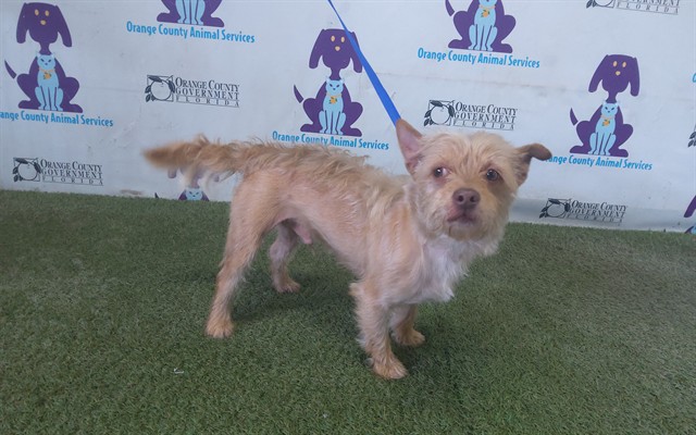 Shelter Stray Male Dog last seen , 2769 Conroy Rd, Orlando, FL 32839, USA