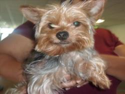 Shelter Stray Male Dog last seen , 14409 Vanowen St, Van Nuys, CA 91405, USA