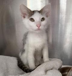 Shelter Stray Female Cat last seen , 3201 Lacy St, Los Angeles, CA 90031, USA