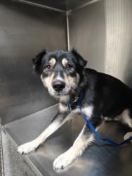Shelter Stray Female Dog last seen , 3201 Lacy St, Los Angeles, CA 90031, USA